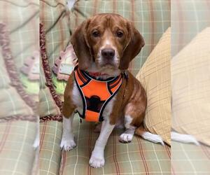 Bagle Hound Dogs for adoption in Mundelein, IL, USA
