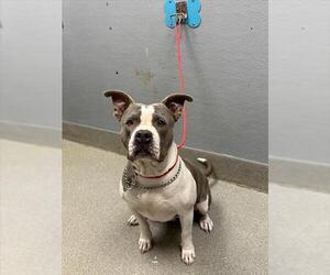 American Pit Bull Terrier-Unknown Mix Dogs for adoption in Las Vegas, NV, USA