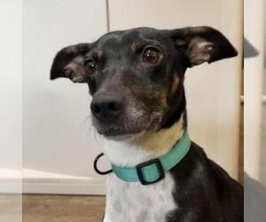 Rat Terrier Dogs for adoption in Kansas City, MO, USA