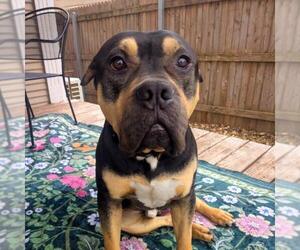 Mutt Dogs for adoption in Tulsa, OK, USA
