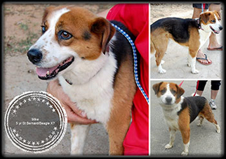 Dameranian Dogs for adoption in Alameda, CA, USA