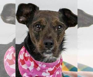 Cojack Dogs for adoption in Kennesaw, GA, USA