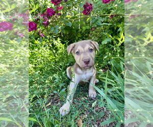 German Shepherd Dog-Unknown Mix Dogs for adoption in Lakewood, CO, USA