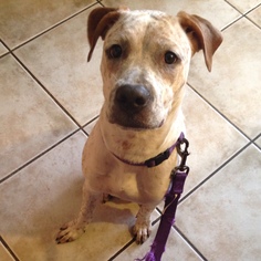 Bullboxer Pit Dogs for adoption in Chandler, AZ, USA