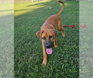 Black Mouth Cur-Rhodesian Ridgeback Mix Dogs for adoption in Oakhurst, NJ, USA