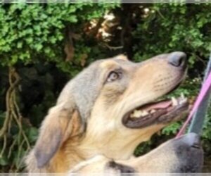 German Shepherd Dog-Unknown Mix Dogs for adoption in Winston Salem, NC, USA