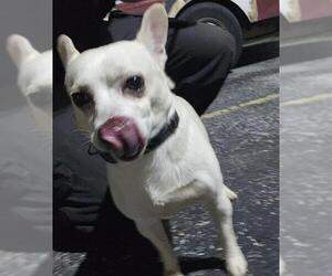 Chihuahua-Unknown Mix Dogs for adoption in San Antonio, TX, USA