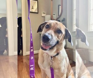 Mutt Dogs for adoption in Greenville, SC, USA