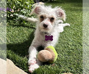 Poodle (Miniature)-Unknown Mix Dogs for adoption in Corona, CA, USA