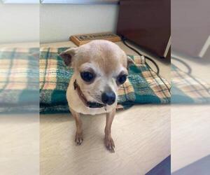 Chihuahua Dogs for adoption in Mitchell, SD, USA