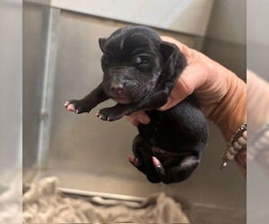 German Shepherd Dog Dogs for adoption in Modesto, CA, USA