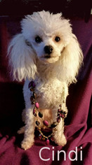 Poodle (Miniature) Dogs for adoption in Shreveport, LA, USA