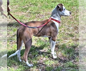 Feist Terrier-Unknown Mix Dogs for adoption in Rutherfordton, NC, USA