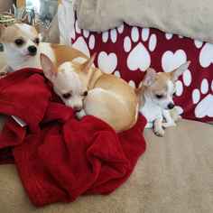 Chihuahua Dogs for adoption in Canal Winchester, OH, USA