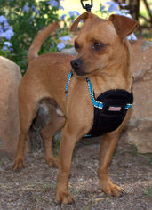 Chiweenie Dogs for adoption in Tucson, AZ, USA