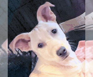 Carolina Dog-Unknown Mix Dogs for adoption in Rutherfordton, NC, USA