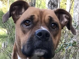 Boxer Dogs for adoption in Cookeville, TN, USA