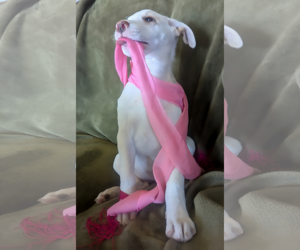 Labrador Retriever-Unknown Mix Dogs for adoption in Cottage Grove, MN, USA
