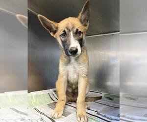 German Shepherd Dog-Unknown Mix Dogs for adoption in Visalia, CA, USA