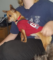 Chiweenie Dogs for adoption in La Mesa, CA, USA