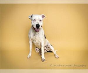 American Pit Bull Terrier Dogs for adoption in Corona, CA, USA