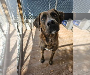 Plott Hound-Unknown Mix Dogs for adoption in Elmsford, NY, USA