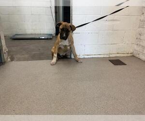 German Shepherd Dog-Unknown Mix Dogs for adoption in San Bernardino, CA, USA