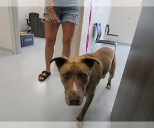 American Staffordshire Terrier Dogs for adoption in Ocala, FL, USA