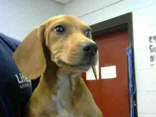 American Foxhound Dogs for adoption in Atlanta, GA, USA
