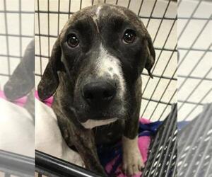 American Staffordshire Terrier-Unknown Mix Dogs for adoption in Conroe, TX, USA