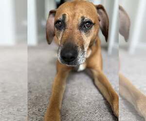 Mutt Dogs for adoption in Oakhurst, NJ, USA