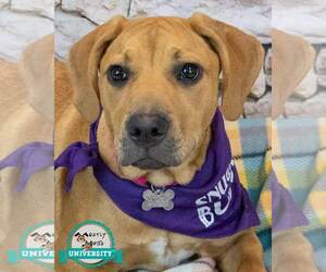 Mutt Dogs for adoption in Kennesaw, GA, USA