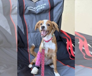 Silkyhuahua Dogs for adoption in Visalia, CA, USA