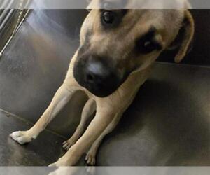 Labrador Retriever Dogs for adoption in Riverside, CA, USA