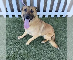 Mutt Dogs for adoption in Modesto, CA, USA