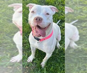 American Staffordshire Terrier Dogs for adoption in Ogden, UT, USA