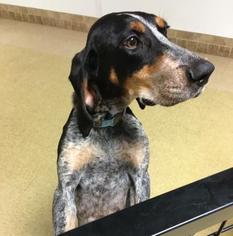 Bluetick Coonhound Dogs for adoption in Suwanee, GA, USA