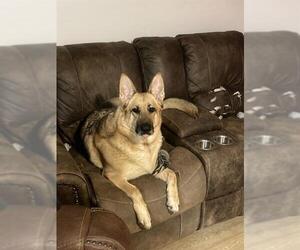 German Shepherd Dog Dogs for adoption in San Antonio, TX, USA