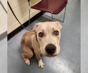 American Pit Bull Terrier Dogs for adoption in Denver, CO, USA
