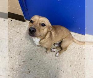 Dachshund Dogs for adoption in Lucedale, MS, USA
