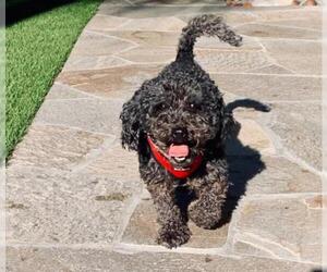 Poodle (Miniature)-Unknown Mix Dogs for adoption in Mission Viejo, CA, USA