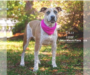 Mastiff-Unknown Mix Dogs for adoption in Mount Pleasant, SC, USA