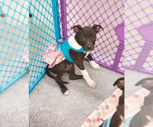 American Pit Bull Terrier-Labrador Retriever Mix Dogs for adoption in Sanford, FL, USA