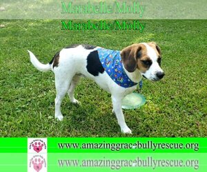 Beagle-Unknown Mix Dogs for adoption in Pensacola, FL, USA