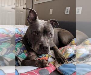 American Staffordshire Terrier Dogs for adoption in Baltimore, MD, USA