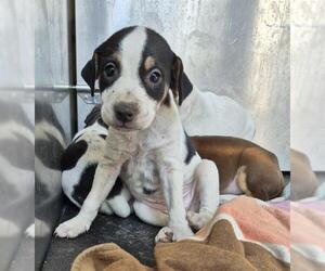 Mutt Dogs for adoption in San Antonio, TX, USA
