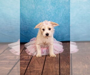 Mutt Dogs for adoption in Belleville, IL, USA