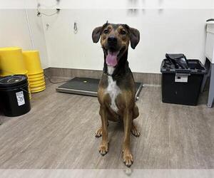 Rhodesian Ridgeback Dogs for adoption in Pasadena, CA, USA