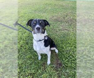 Collie Dogs for adoption in Vero Beach, FL, USA