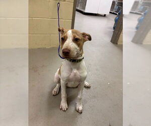 Mutt Dogs for adoption in Sanford, FL, USA